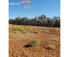 SE VENDE TERRENO RÚSTICO EN ZONA LA ARENOSA (BORNOS)