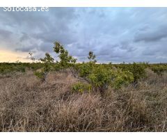 Parcela en Venta en Alginet, Valencia