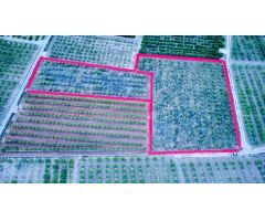 Parcela en Venta en Alginet, Valencia