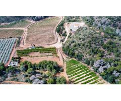 Parcela en Venta en Sagunto/Sagunt, Valencia