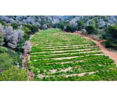 Parcela en Venta en Sagunto/Sagunt, Valencia