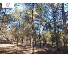 GRAN PARCELA URBANIZABLE EN PLENA NATURALEZA DE LA URB. HELIOS!!!