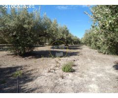 TERRENO CON REFUGIO EN AGULLENT