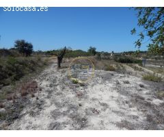 TERRENO EN PRODUCCIÓN CON PEQUEÑA CONSTRUCCIÓN EN PALOMAR(VALENCIA)