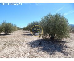 TERRENO DE 17.900M2  EN PRODUCCIÓN CON POSSIBILIDAD DE CONSTRUIR EN AGULLENT(VALENCIA)
