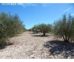 TERRENO DE 17.900M2  EN PRODUCCIÓN CON POSSIBILIDAD DE CONSTRUIR EN AGULLENT(VALENCIA)