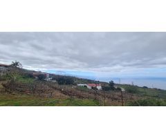 TINERCSA VENDE EN RAVELO, EL SAUZAL, MAGNIFICA FINCA RÚSTICA