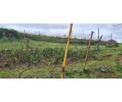 TINERCSA VENDE EN RAVELO, EL SAUZAL, MAGNIFICA FINCA RÚSTICA