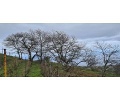 TINERCSA VENDE EN RAVELO, EL SAUZAL, MAGNIFICA FINCA RÚSTICA