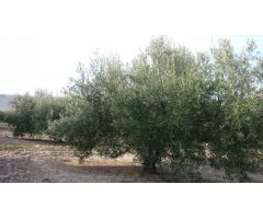 Finca de olivar con nave de aperos