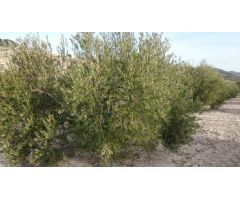 Finca de olivar con nave de aperos