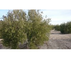 Finca de olivar con nave de aperos