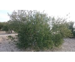 Finca de olivar con nave de aperos