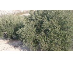Finca de olivar con nave de aperos