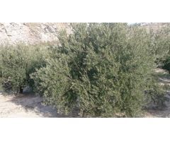 Finca de olivar con nave de aperos