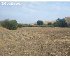 Huerta en venta 