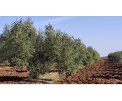 Olivar a pie de carretera