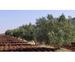 Olivar a pie de carretera