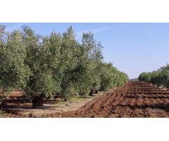 Olivar a pie de carretera