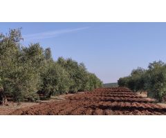 Olivar a pie de carretera