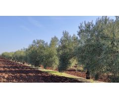 Olivar a pie de carretera