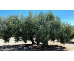 Finca de olivar cerca de Baena