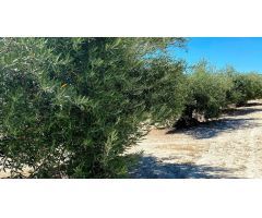Finca de olivar cerca de Baena