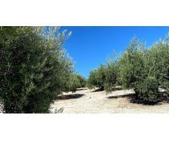 Finca de olivar cerca de Baena