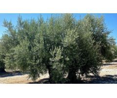 Finca de olivar cerca de Baena