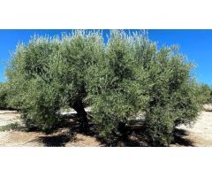 Finca de olivar cerca de Baena