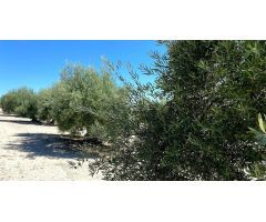 Finca de olivar cerca de Baena