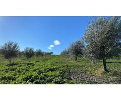 Fantástica finca de garrotes