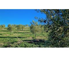 Fantástica finca de garrotes