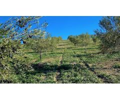 Fantástica finca de garrotes