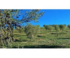 Fantástica finca de garrotes