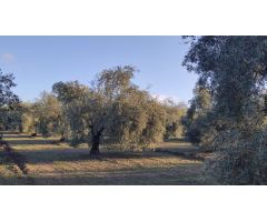 Muy buen olivar intensivo