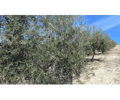 Finca de olivar intensivo con muy buen acceso