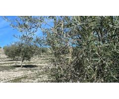 Finca de olivar intensivo con muy buen acceso