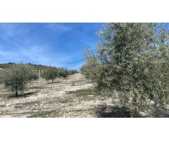 Finca de olivar intensivo con muy buen acceso