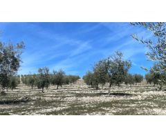 Finca de olivar intensivo con muy buen acceso