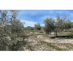 Finca de olivar intensivo con muy buen acceso