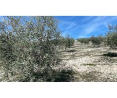 Finca de olivar intensivo con muy buen acceso