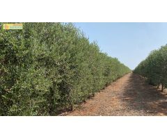 Olivar superintensivo de regadío