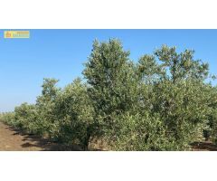 Finca de olivar de regadío
