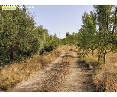 Huerta en venta