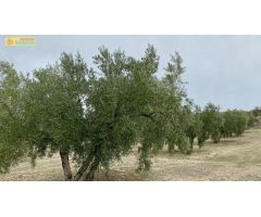 Olivar a los pies de Baena