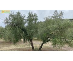 Olivar a los pies de Baena