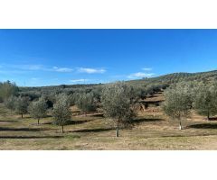 De la Tierra a la Botella: Tu Finca de Olivar con Almazara Exclusiva
