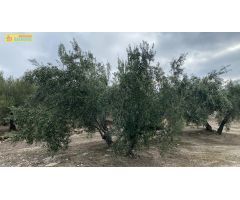 Finca de olivar en Nueva Carteya