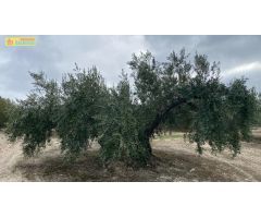 Finca de olivar en Nueva Carteya